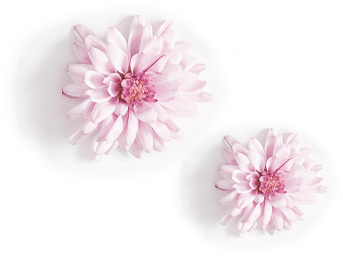merz special flower